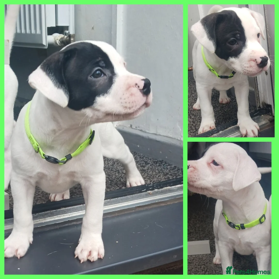 Staffordshire Bull Terrier dogs for sale: Staffordshire bull terrier  1 boy left remaining  - Advert 2