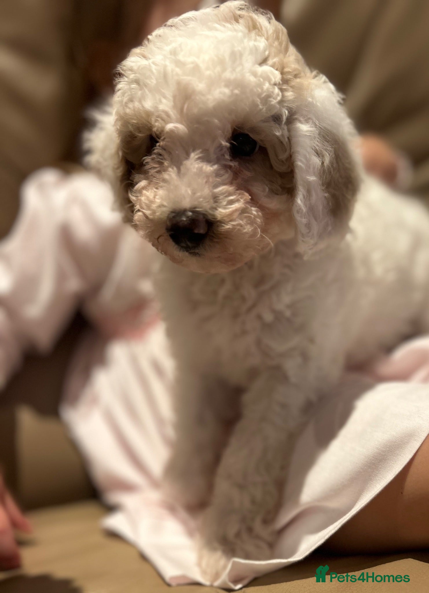 Maltipoo dogs Quality Maltipoo puppy’s girl available  - Advert 1