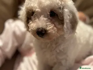 Maltipoo dogs Quality Maltipoo puppy’s girl available - Advert 1