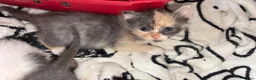 Mixed Breed cats for sale: 7 Kittens - Advert 9