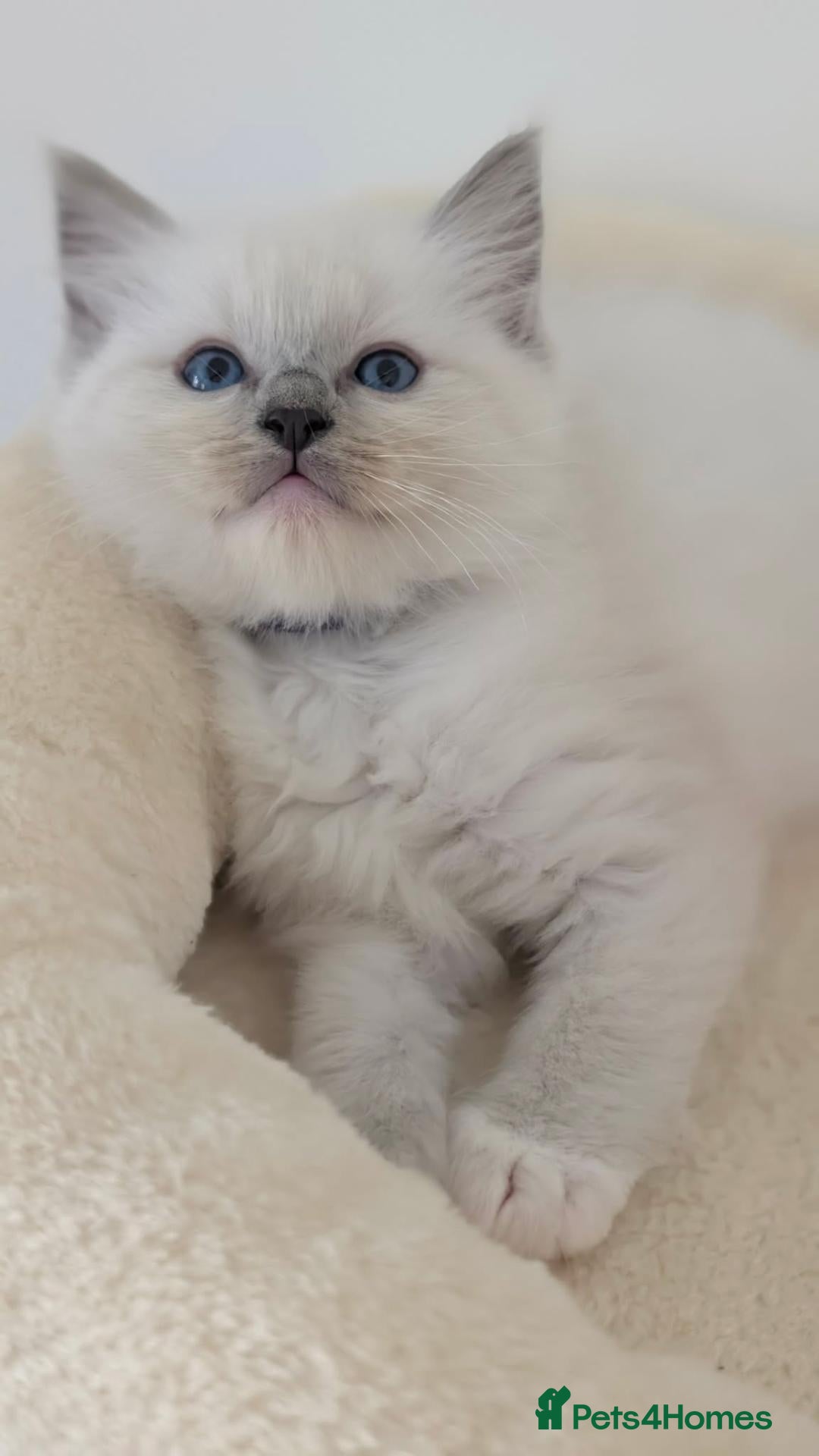 Ragdoll cats Ragdoll Kittens - Advert 9
