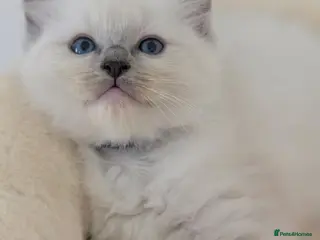 Ragdoll cats Ragdoll Kittens - Advert 8