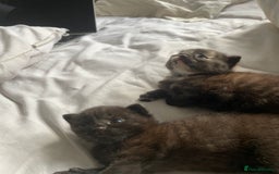 Domestic Shorthair cats for sale: Beautiful kittens are looking for forever homes! - Image 14