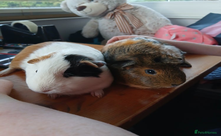 Guinea Pig rodents - Advert 4