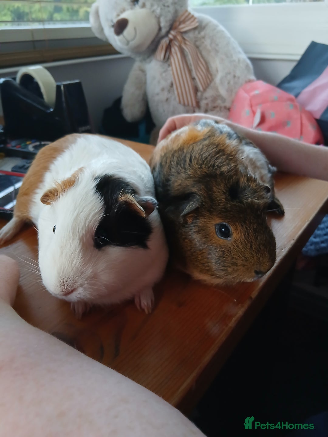 Guinea Pig rodents for sale: Two female guinea pigs - Image 1