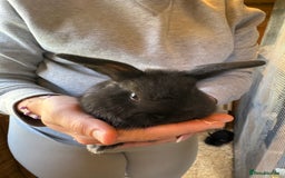 Mini Lop rabbits for sale: Mini lops - Image 6