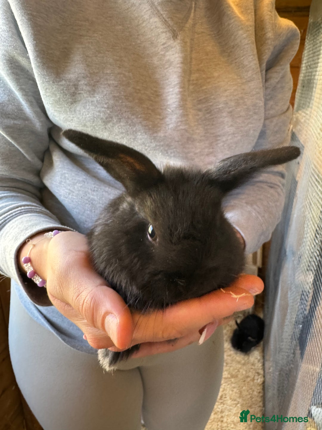 Mini Lop rabbits for sale: Mini lops - Image 6