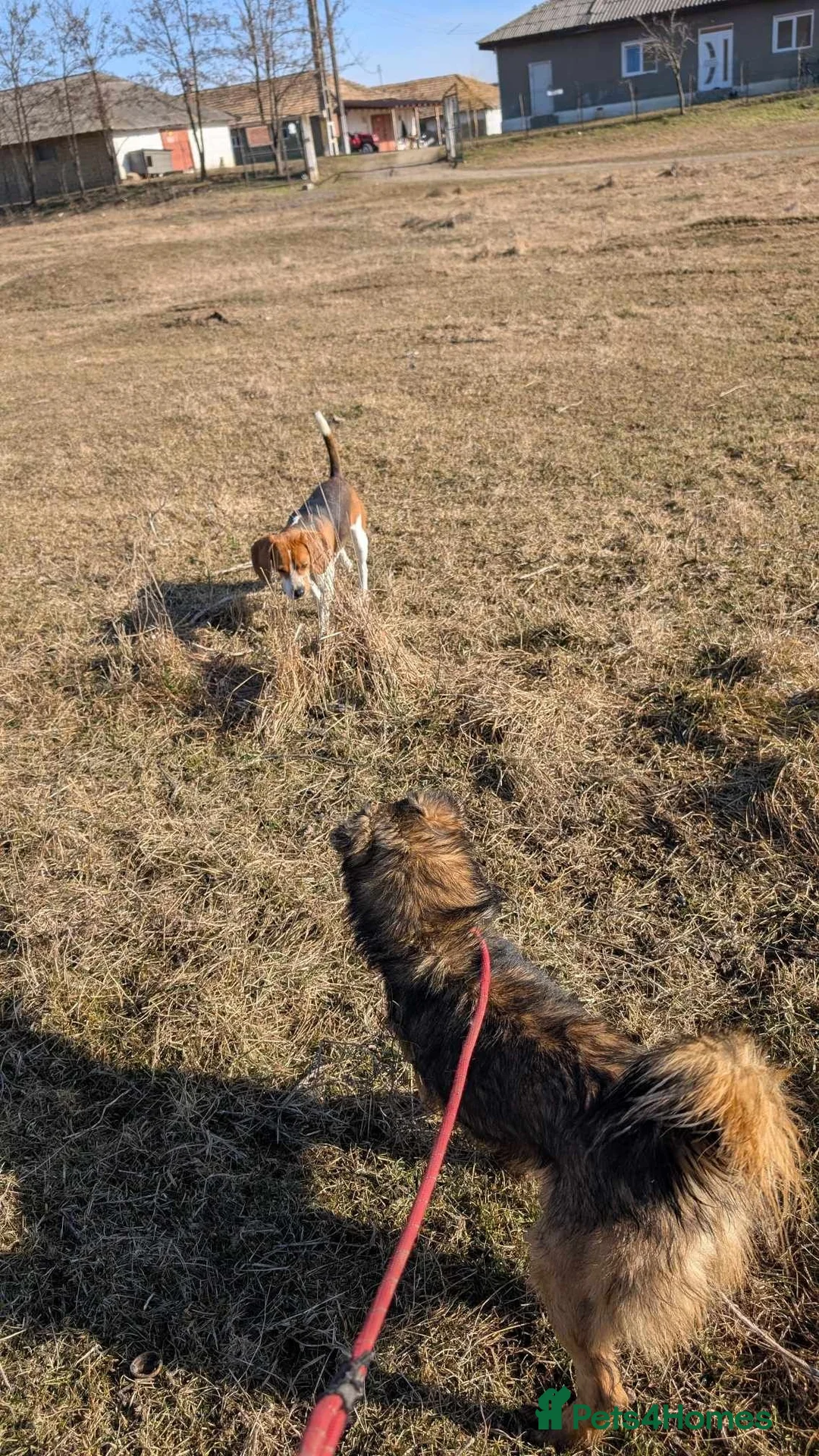 Mixed Breed dogs for adoption: Etta for adoption - Advert 13