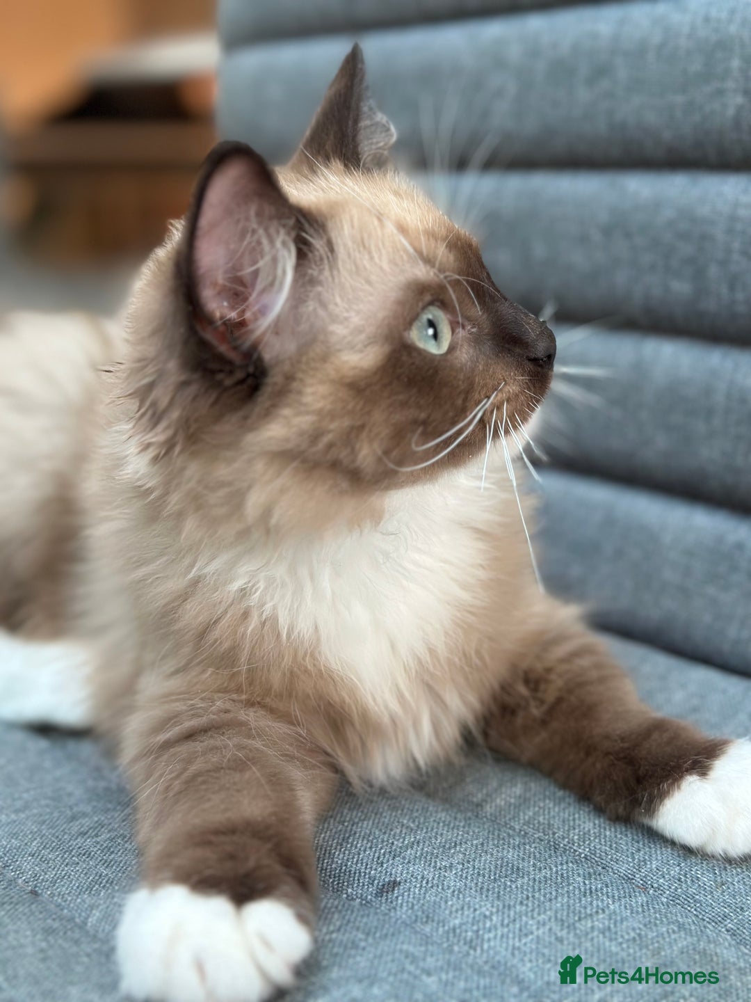 Ragdoll cats for sale: Rare European Chunky ragdolls - Image 22