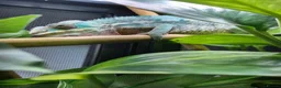 Chameleon reptiles for sale: Panther chameleons for sale.  - Advert 3
