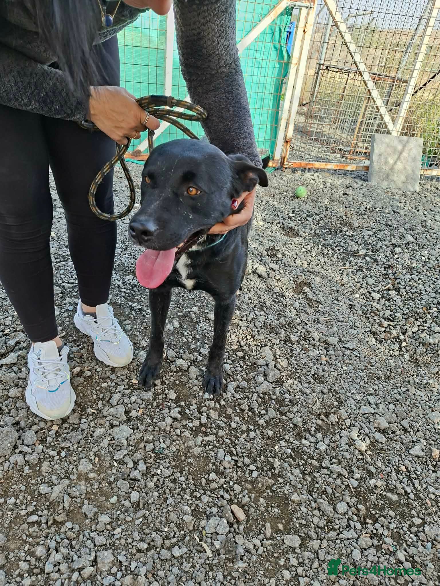 Mixed Breed dogs for adoption: Kofi foster or adopt please - Advert 4