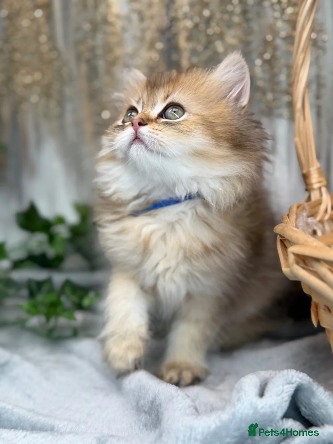 British Longhair cats for sale: British Longhair golden shaded kittens TICA - Advert 2