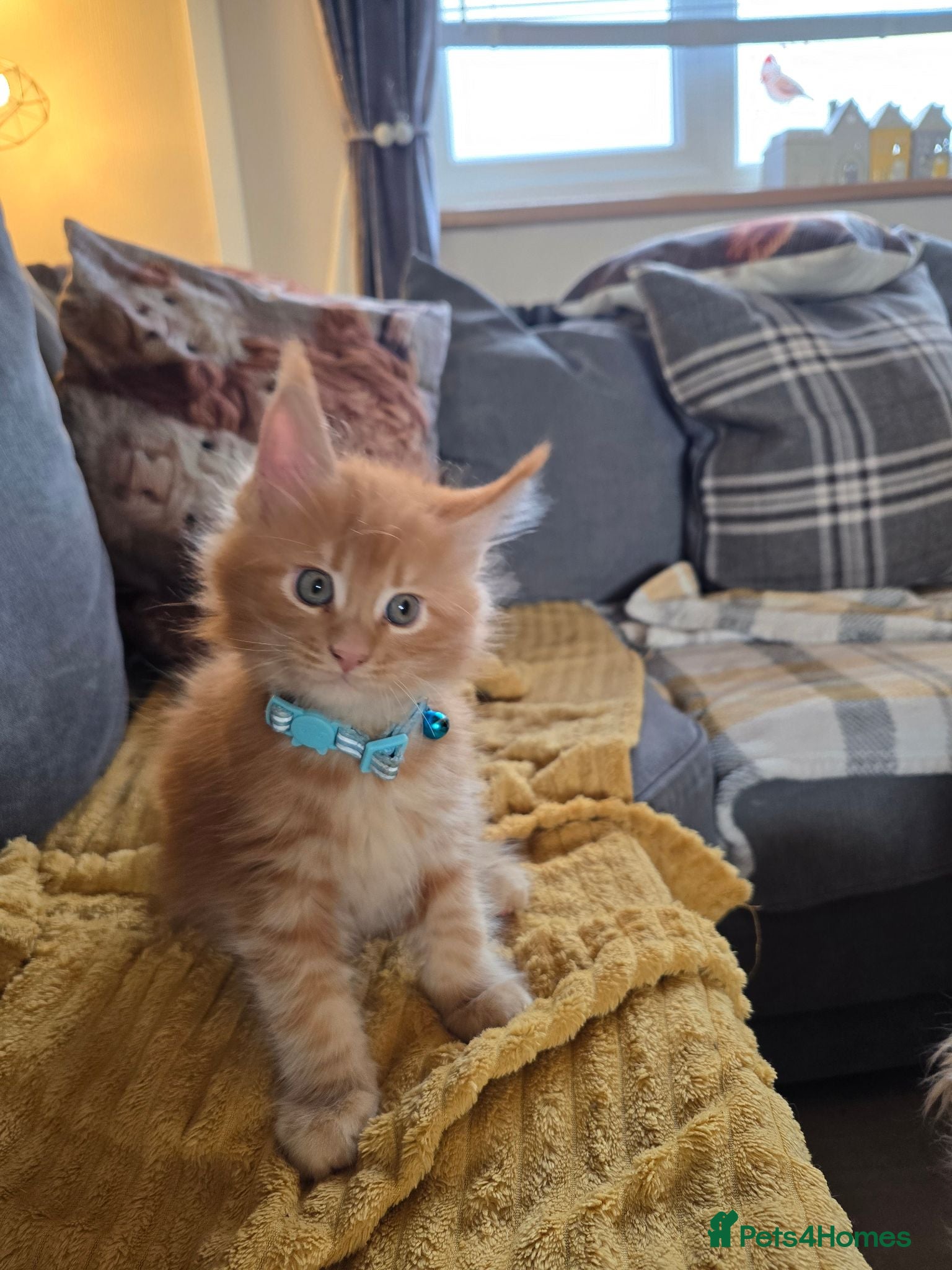 Maine Coon cats GCCF Main Coon Kittens looking for forever homes - Advert 11