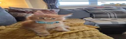 Maine Coon cats for sale: GCCF Main Coon Kittens looking for forever homes - Advert 4