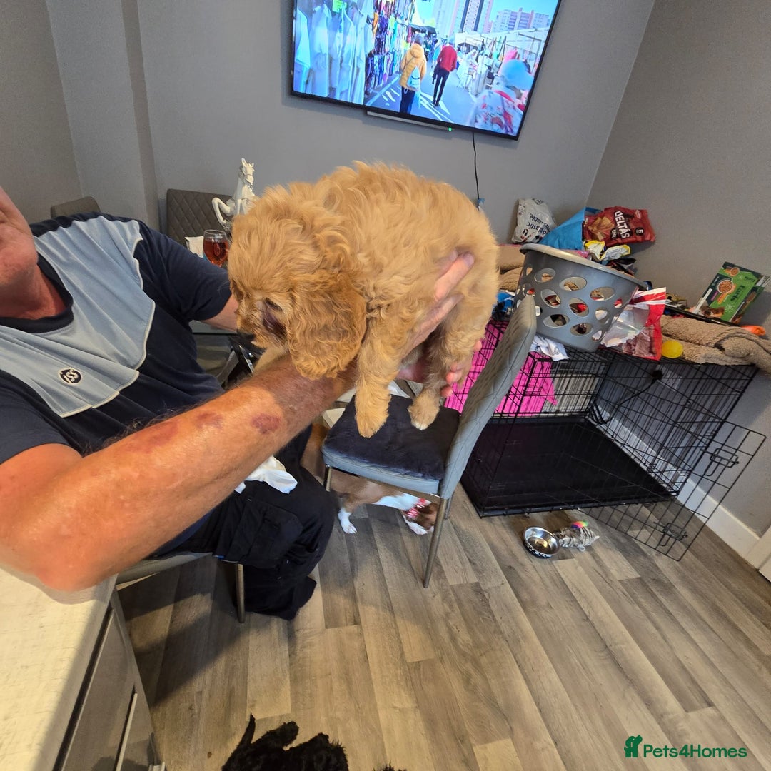 Cavapoo dogs for sale: TWO LITTLE FUR BABIES LEFT  - Image 32