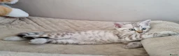 Bengal cats for sale: Snow Leopard Bengal Kitten - Advert 5