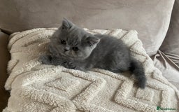 British Shorthair cats for sale: Blue British shorthair male - Image 4