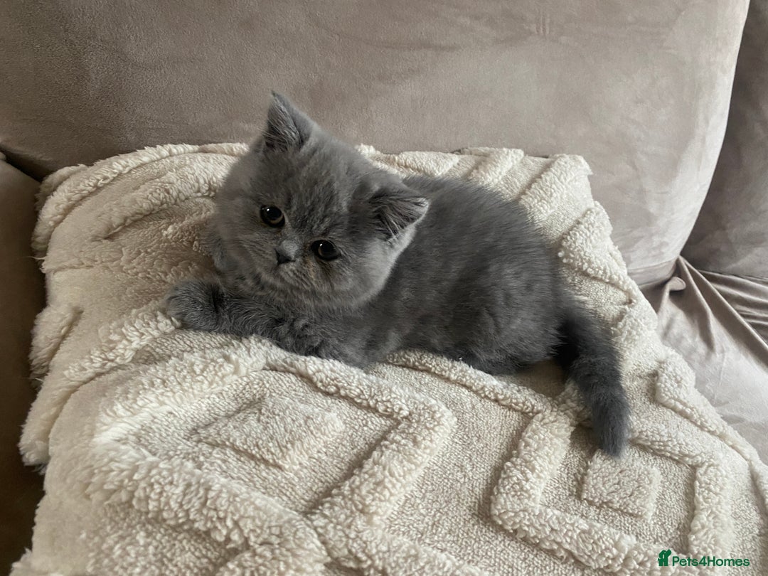 British Shorthair cats for sale: Blue British shorthair male - Image 4