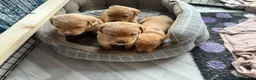 Labrador Retriever dogs for sale: Beautiful KC Registered yellow/fox read labs - Advert 19