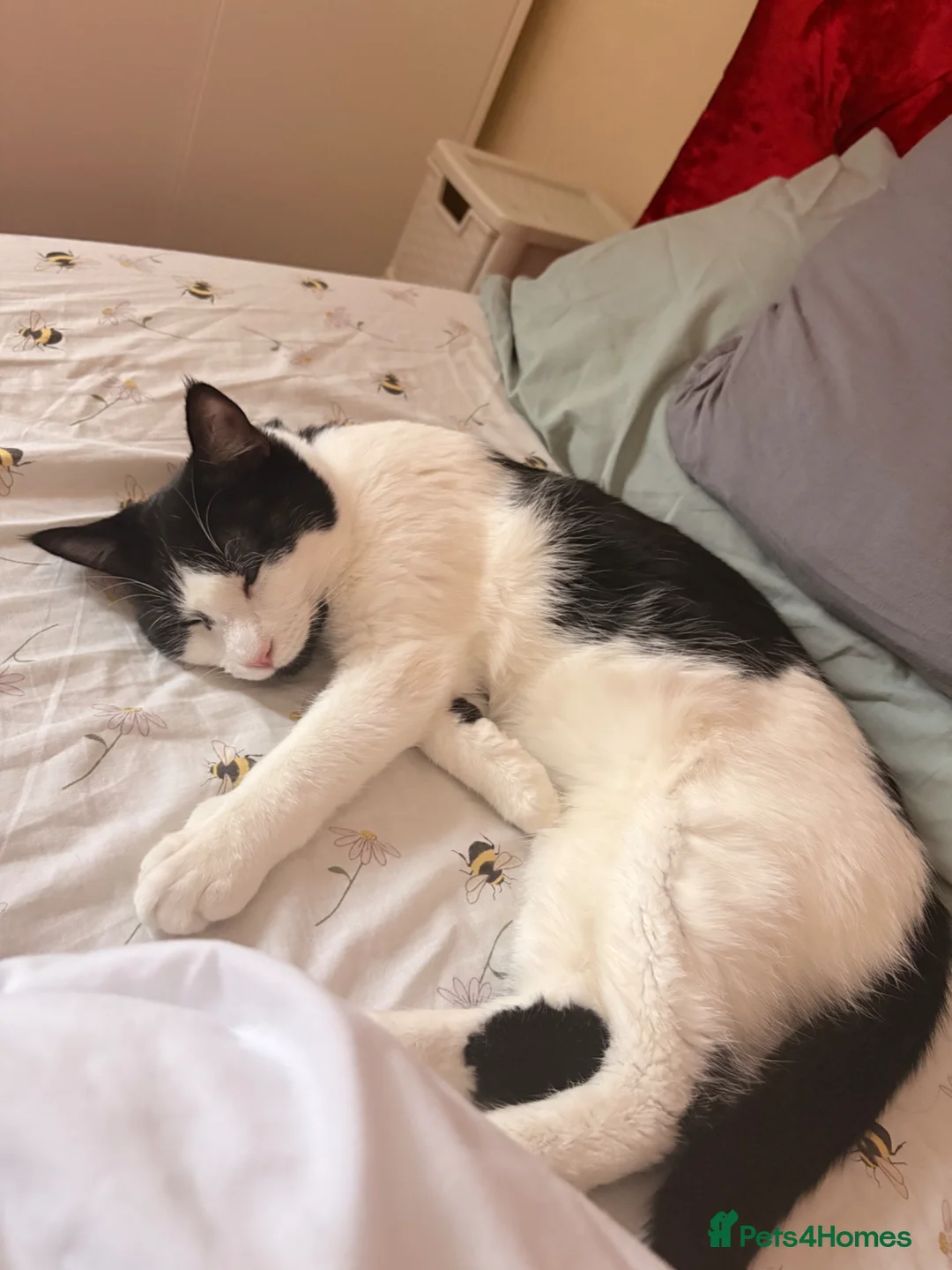 Mixed Breed cats for sale: Half British shorthair  - Advert 2