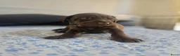 Mixed Breed dogs for sale: Doberman mix  in Nottingham - Advert 29