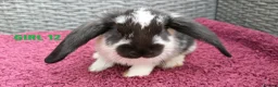 Mini Lop rabbits for sale: Cute French x Mini Lop Ready to Go!!! - Advert 2