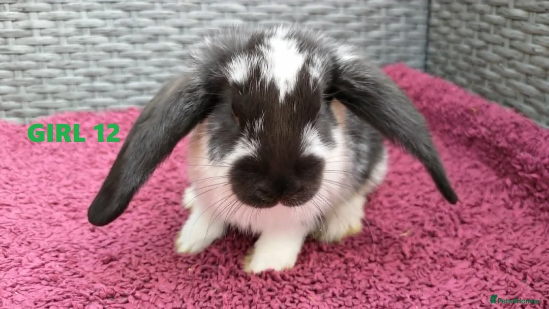 Mini Lop rabbits for sale: Cute French x Mini Lop Ready to Go!!! - Advert 2