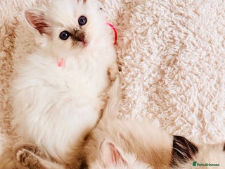 Birman cats - Advert 3