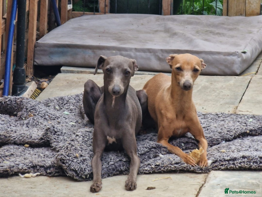 Italian Greyhound dogs for sale: Solid blue kc registered girls  - Advert 3