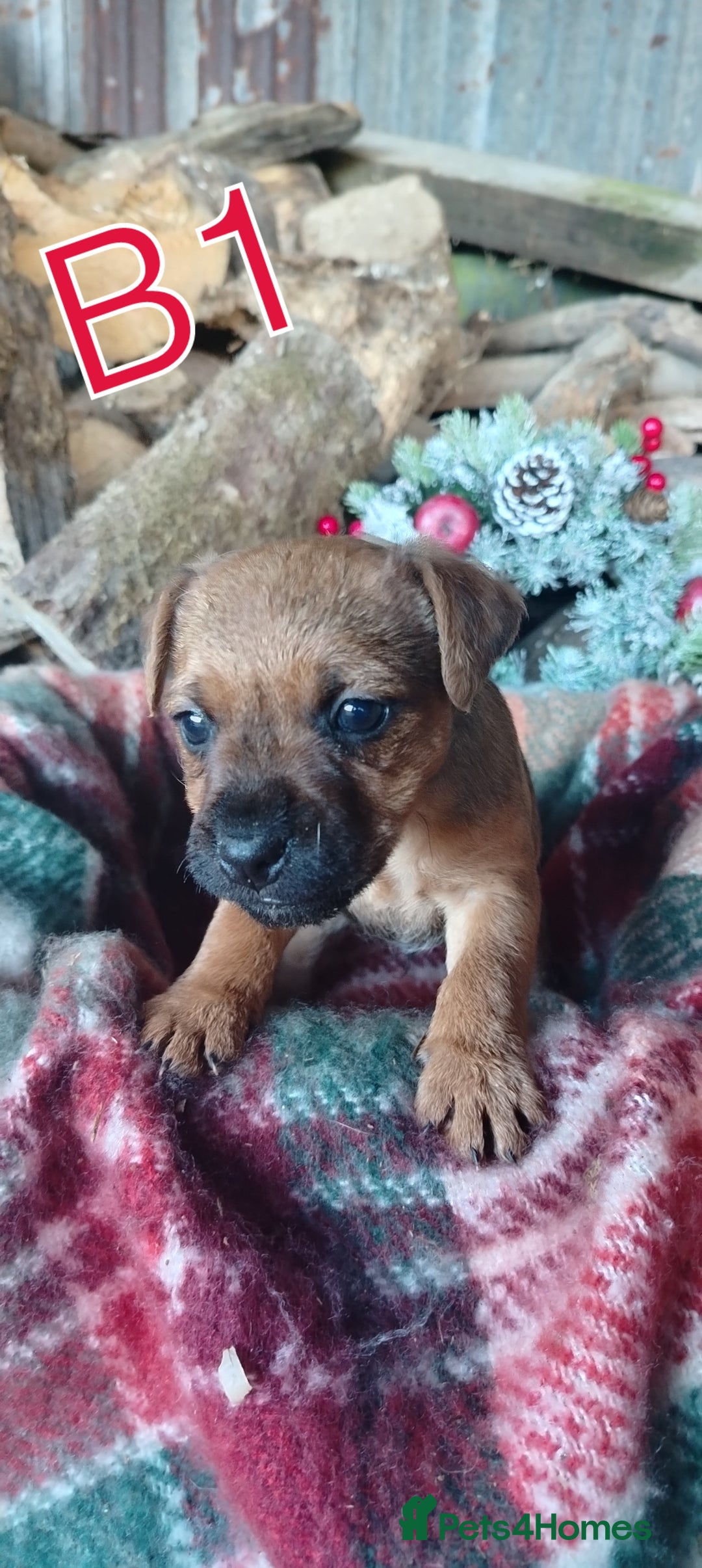 Mixed Breed dogs for sale: Charming Litter of Border Lakeland Puppies - Advert 9