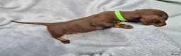 Miniature Dachshund dogs for sale: Gorgeous KC Reg, PRA Clear miniature dachshunds - Advert 27