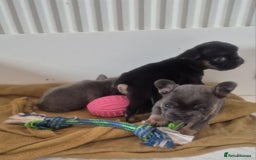 French Bulldog dogs for sale: French bulldog  puppies - Image 15