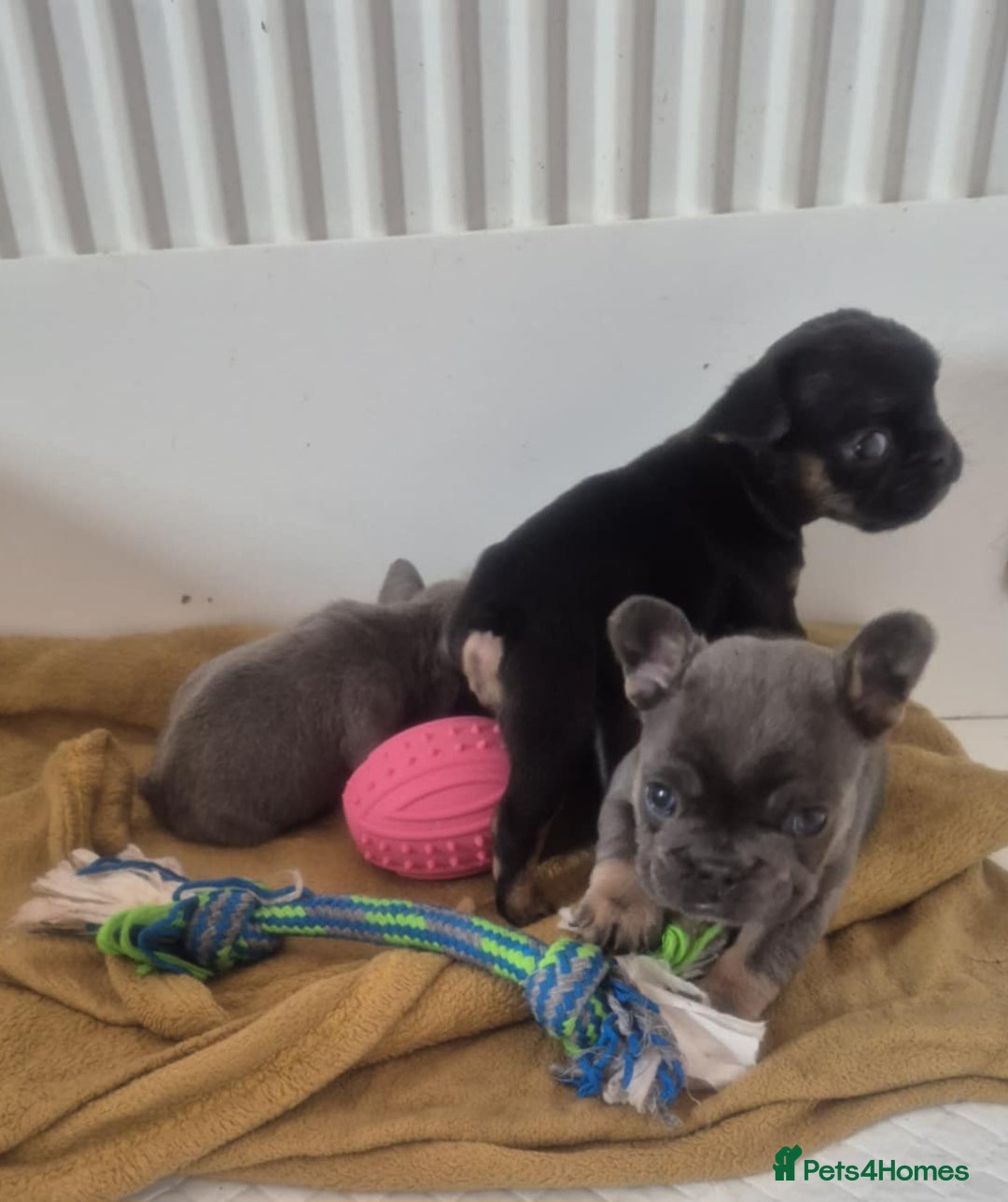 French Bulldog dogs for sale: French bulldog  puppies - Image 15