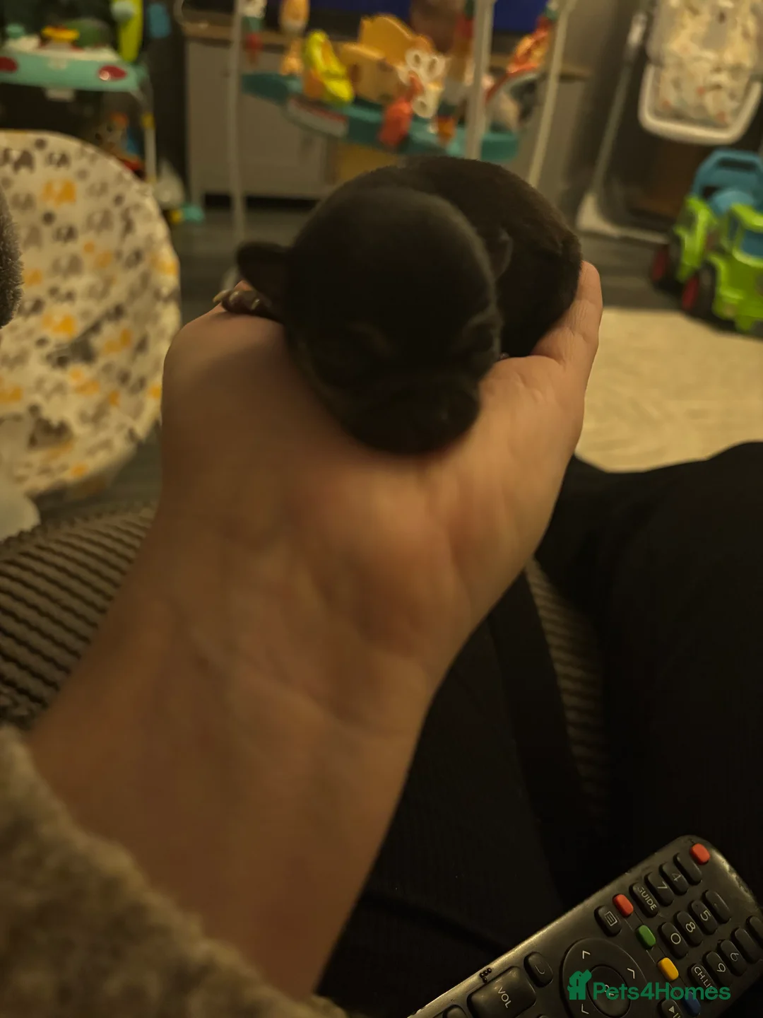 Chihuahua dogs for sale: 2 Chihuahua pups looking for their forever homes - Advert 5