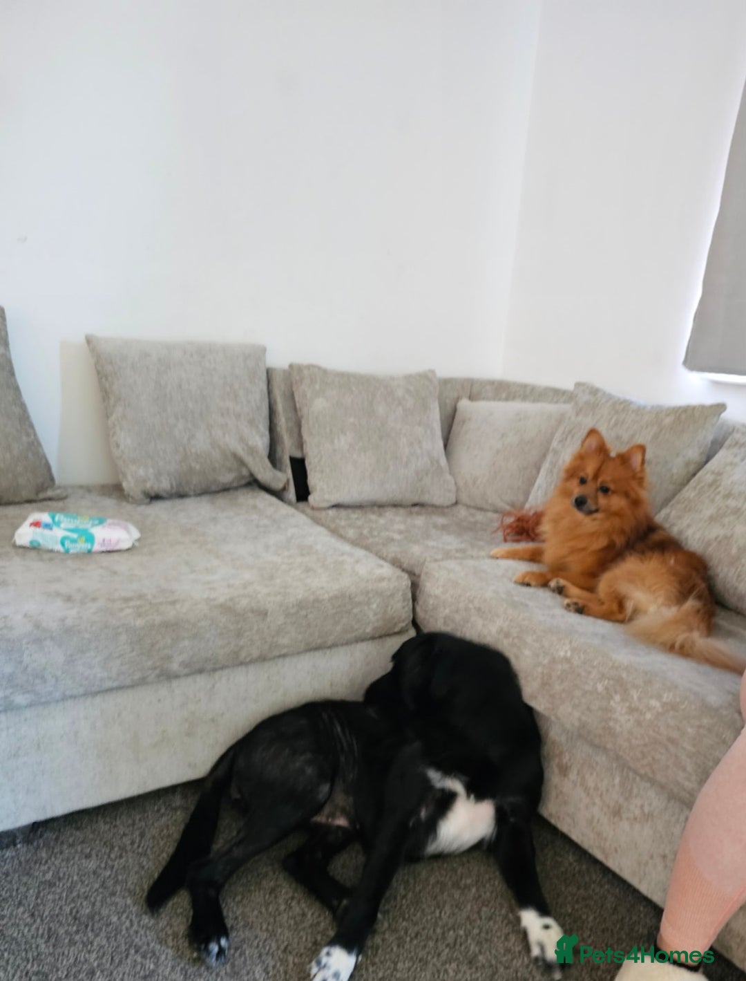 Pomeranian dogs for sale: 2 dogs needing to be rehomed. - Image 2