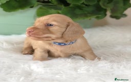 Miniature Dachshund dogs for sale: Cream Miniature Long-Haired Dachshund Puppies! - Image 6
