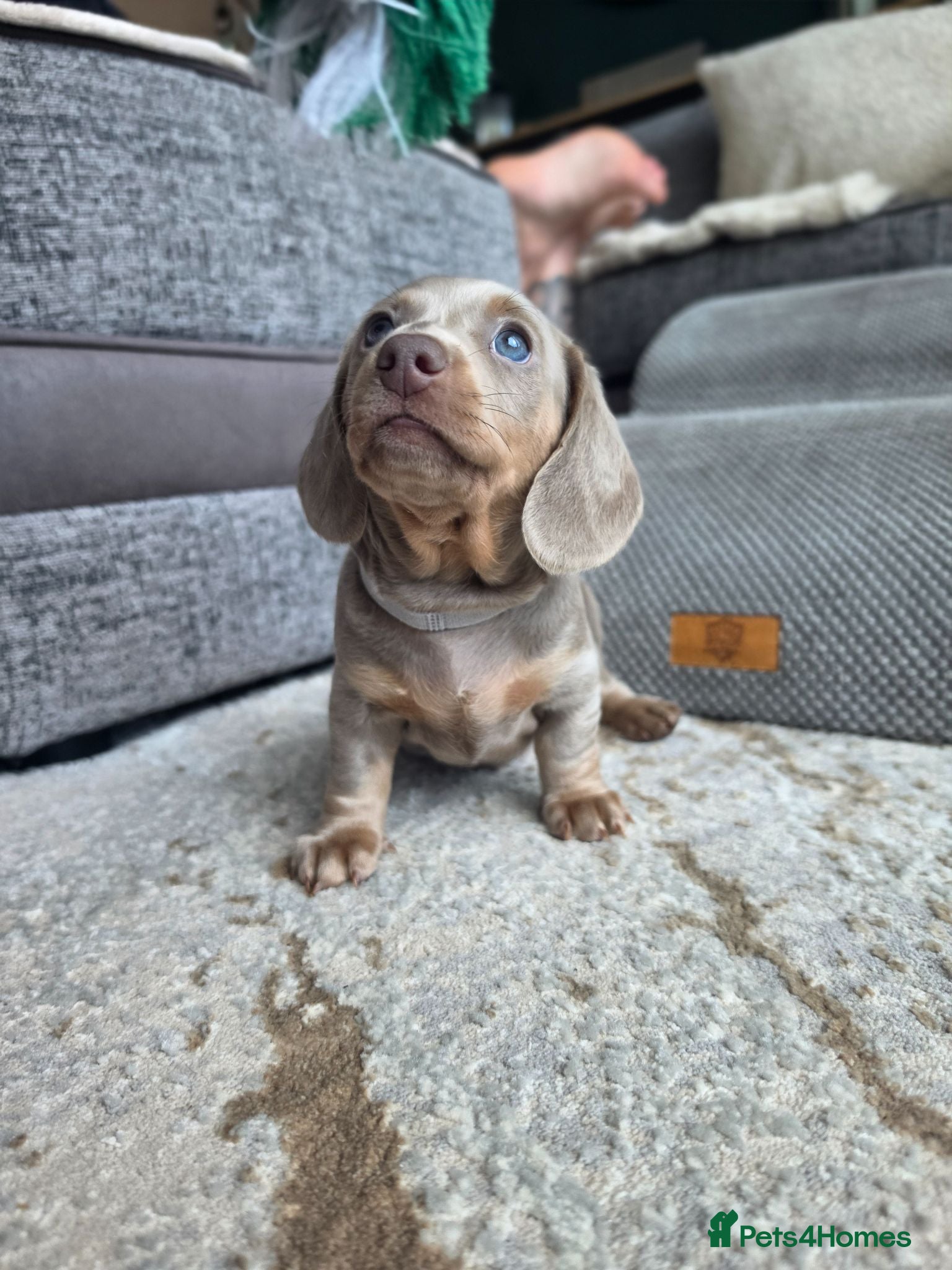 Miniature Dachshund dogs 3 Blue/Isabella Tan Dachshund female puppies - Advert 14