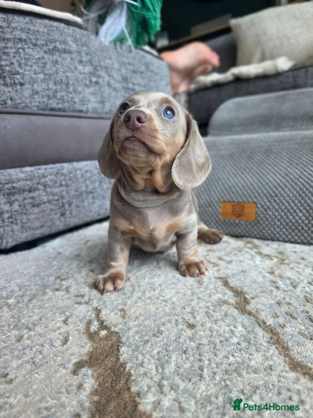 Miniature Dachshund dogs for sale: Blue/IsabellaTanMiniatureDachshund - READY - Advert 2