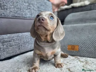 Miniature Dachshund dogs 3 Blue/Isabella Tan Dachshund female puppies - Advert 14