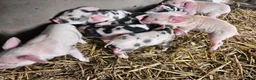 Pig livestock for sale: Kunekune full breed piglets  - Advert 4