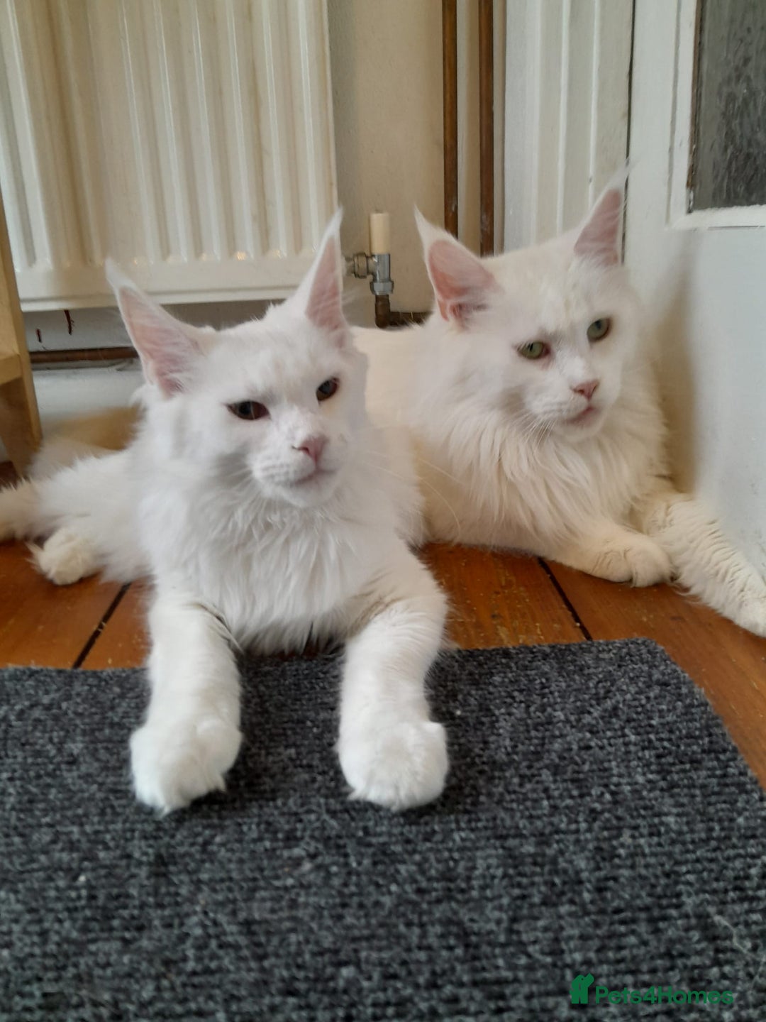 Maine Coon cats for sale: two girl with 5 pedigree maine coon - Advert 2