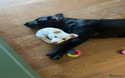 Labrador Retriever dogs for sale: Black Labrador puppies, KC reg  - Image 8