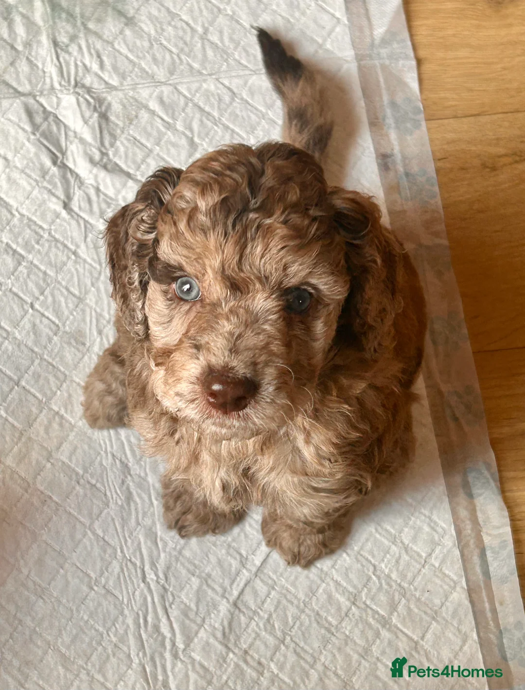 Labradoodle dogs for stud: Gorgeous blue Merle labradoodle stud in Swadlincote - Advert 28