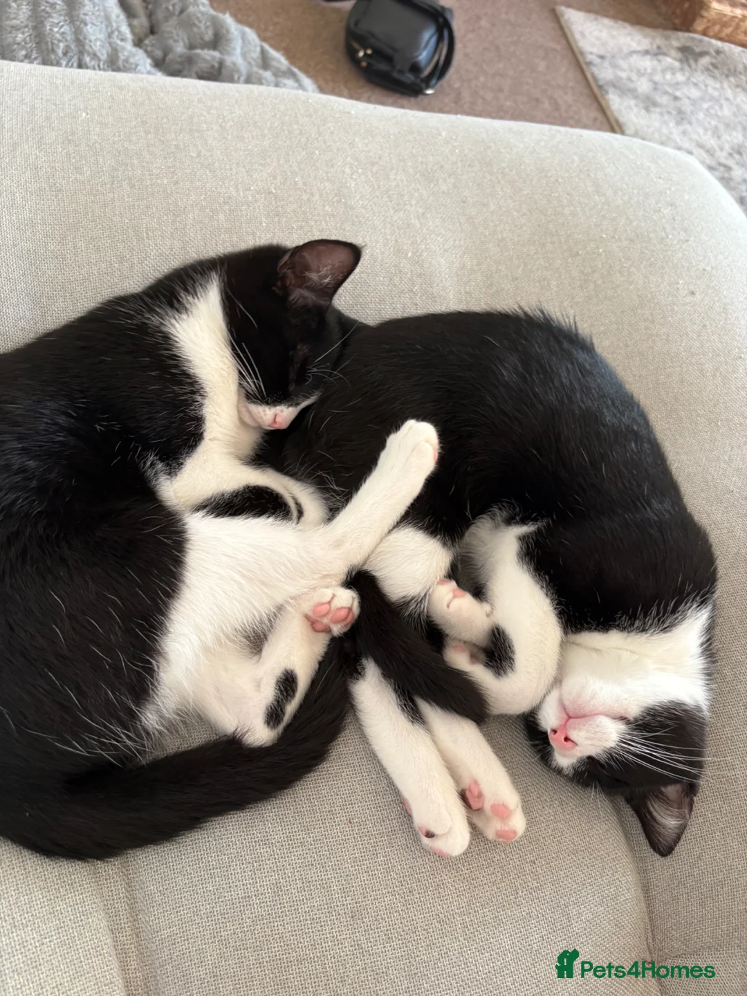 British Shorthair cats for sale: 2 1 year old cats  - Advert 4