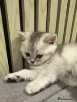 Scottish Fold cats - Advert 6