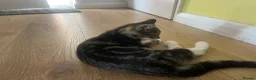 Mixed Breed cats for sale: 4 month old kittens - Advert 6