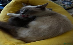 Ragdoll cats for sale: Ragdoll x - Image 8
