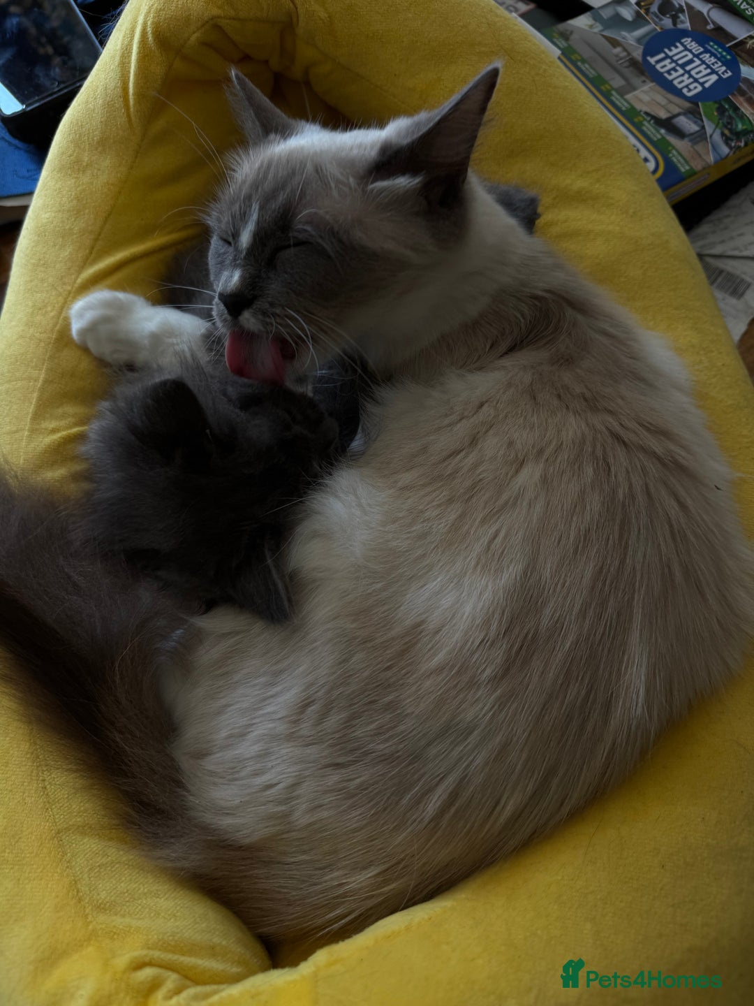 Ragdoll cats for sale: Ragdoll x - Image 8