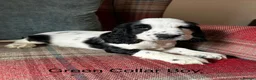 Cocker Spaniel dogs for sale: KC reg, health tested, show type cocker spaniels  - Advert 5