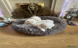 Bichon Frise dogs for sale: Bichon frise puppies 2 boys 1 girl - Image 8